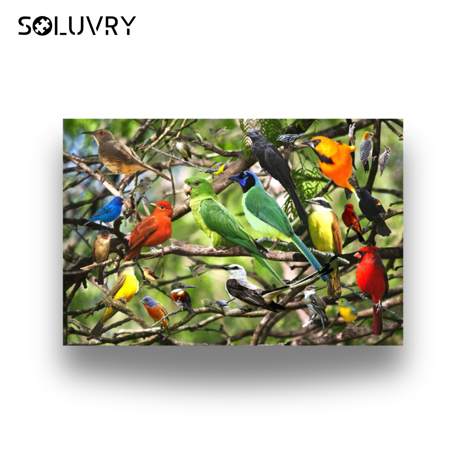 Puzzle 500 Pièces | Oiseaux -